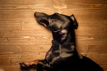 Resting dachshund by Fedor  Porshnev