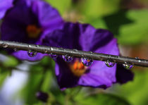 Raindrops von Wolfgang Dufner