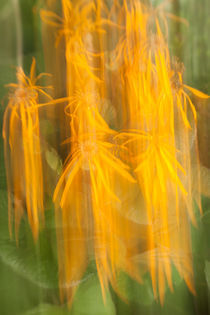 Blumen Feuerwerk von Christine Amstutz