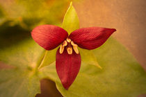 Trillium, Symbol von Ontario, Kanada by Christine Amstutz