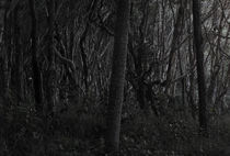 Dark Forrest von Darren Martin