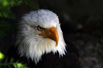 Weißkopfseeadler von Wolfgang Dufner