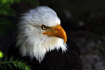 Weißkopfseeadler von Wolfgang Dufner