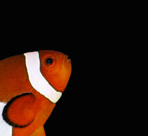 Clownfish by Jerome Moreaux