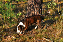 Morgendlicher Waldspaziergang von captainsilva