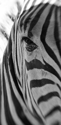 Zebrablick von Christine Amstutz