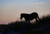 Wild Spanish Mustang von John Greim