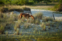 Wild Spanish Mustang von John Greim