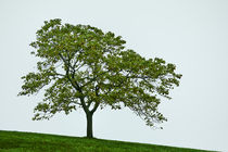 One Tree Hill by John Greim