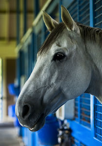 Race horse in stable. by John Greim