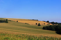 Sommerfelder von Wolfgang Dufner