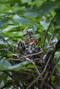 Robin Chicks von John Greim