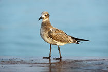 Sandpiper by John Greim