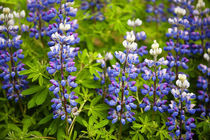 Arctic Lupine, Alaska von John Greim