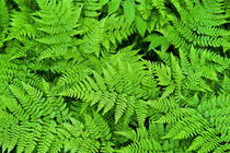 Ferns by John Greim