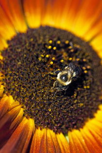 Bee and sunflower. von John Greim