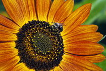 Bee and sunflower. by John Greim