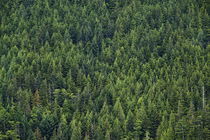 Boreal forest , British Columbia, Canada von John Greim