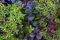 Autumn Ground cover. von John Greim