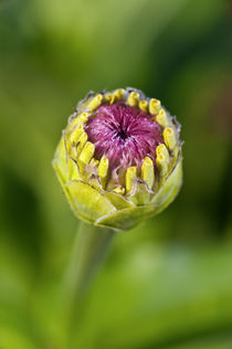 Zinnia Bud Close-up by John Greim