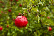 Ripe Red Apple von John Greim