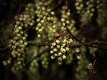 Fruits of nature by filipo-photography