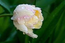 Tulip after rain by Irina Moskalev