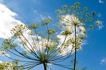 Dill ambrellas on blue sky. von Irina Moskalev