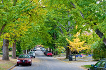 Green street. USA, Kentucky by Irina Moskalev