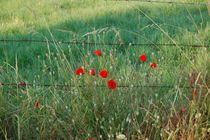 Mohn mit Stacheldraht von Anke Franikowski