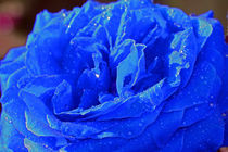 Rose blau by Thomas Brandt