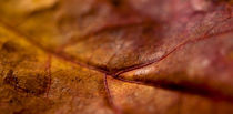 autumn leaf von Robby Bachorz