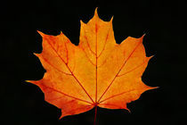 Maple Leaf von Wolfgang Dufner