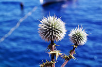 Blue Sea and Thistles by Katerina Vorvi