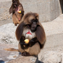 An Apple a Day Keeps The Doctor Away von safaribears