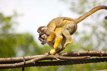 Squirrel Monkey 3 by safaribears