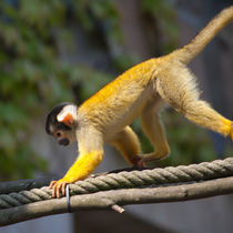 Squirrel Monkey 1 by safaribears