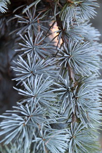 Tannenbaum von pichris