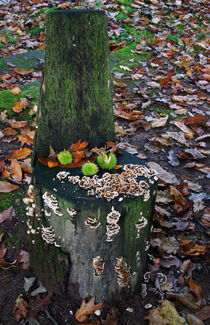 Wenn der Herbst sich nieder setzt von Wolfgang Dufner