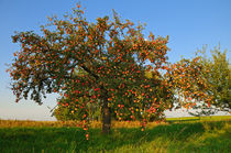 Apfelbaum by Bertold Werkmann