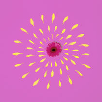 Pink Flower von Jozef Zidarov