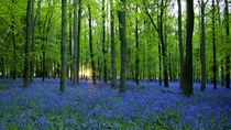 Bluebell Wood by wayne pilgrim
