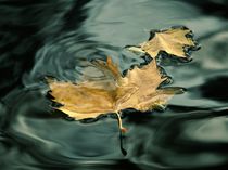 Love leaf with deep water von Jozef Zidarov