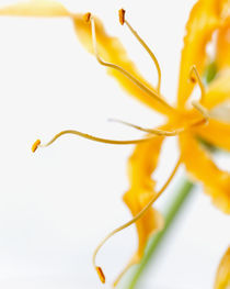 Gloriosa Lily by Colin Miller