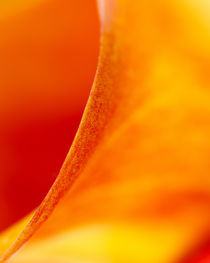 Red and Orange Calla Lily von Colin Miller