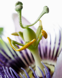 Passion Flower von Colin Miller