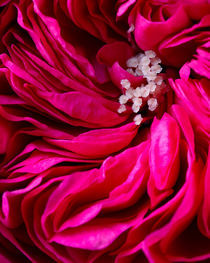Garden Rose von Colin Miller