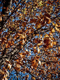 Fall in Central Park by Darren Martin