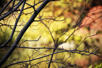 THE FALL COLORS OF CENTRAL PARK by Darren Martin