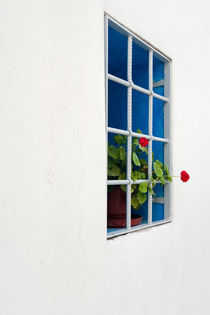 Red Flower - Mykonos, Greece by Colin Miller